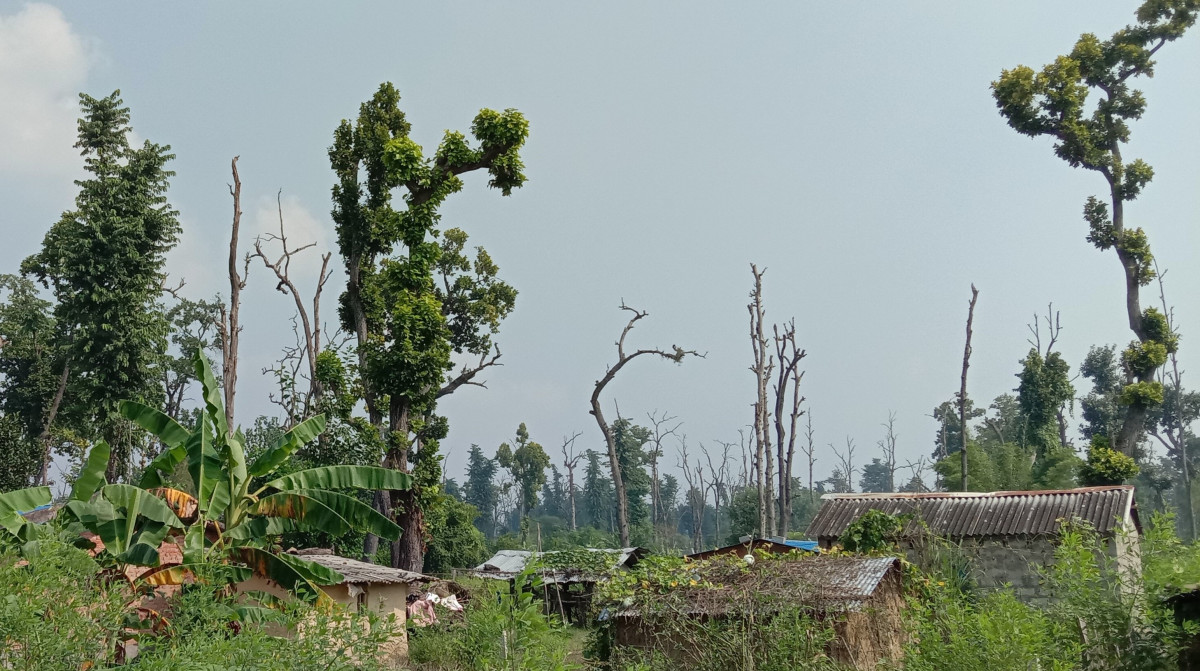 सुकेका रूखमुनि जोखिमपूर्ण बसाइँ