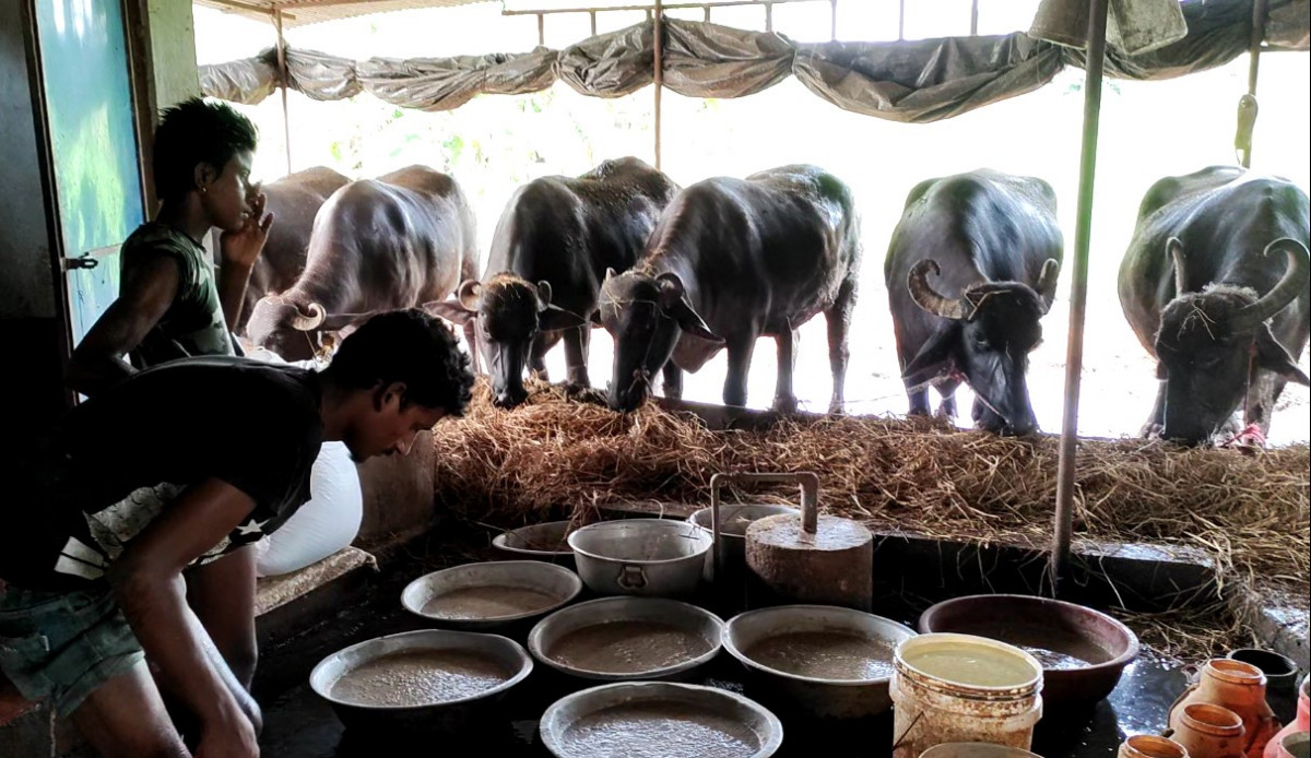 पशुपालन व्यवसायबाट मासिक दुई लाख आम्दानी