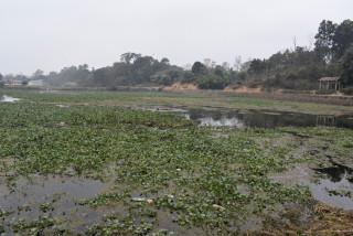 जलकुम्भीले टरूवा तालको सौन्दर्य गुम्दै