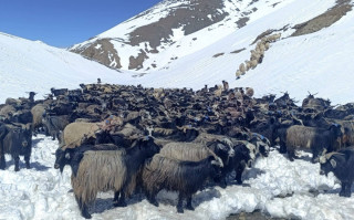 उपल्लो डोल्पाबाट बजारतर्फ लैजाँदै च्याङ्ग्रा