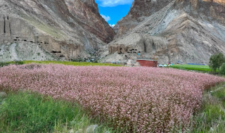उपल्लो डोल्पामा उवा बाली भित्र्याउने चटारो