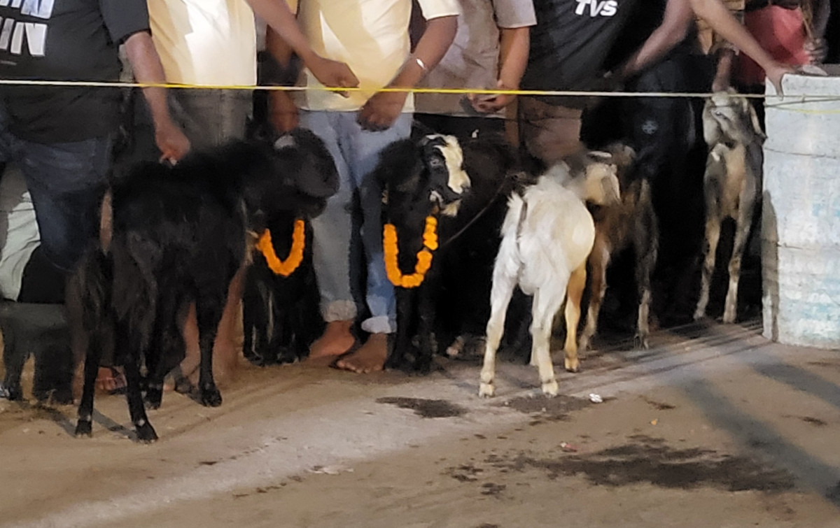 राजदेवी मन्दिरमा १४ हजार ८९१ बोकाको बलि प्रदान